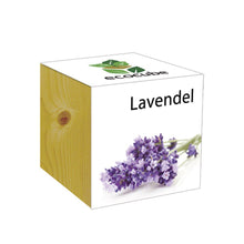 Carica l&#39;immagine nel visualizzatore di Gallery, Extragifts ecocube Lavanda - piante nel cubo di legno viola - Ilgrandebazar