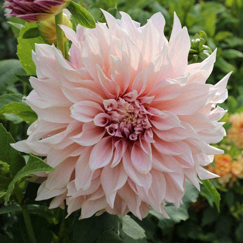 DALIA decorativa CAFE' AU LAIT bianco panna - Ilgrandebazar