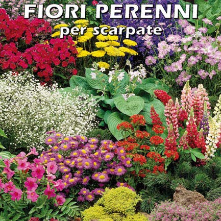 FIORI PERENNI PER SCARPATE - SEMI - Ilgrandebazar