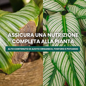 Concime Piante Verdi Tropicali 1kg - Fertilizzante Piante Verdi Naturale Per Cycas Con Azoto Organico, Fosforo E Potassio Per Foglie Sempre Verdi E Rigogliose - Il Paese Verde