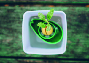 AvoSeedo Kit regalo da Giardinaggio per Avocado Green - Ilgrandebazar