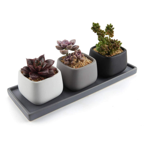 T4U 7CM Ceramica Moderno Mini Piazza Succulento X-Small, Piccolo Vaso: