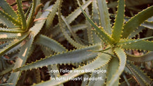 Carica l'immagine nel visualizzatore di Gallery, 7