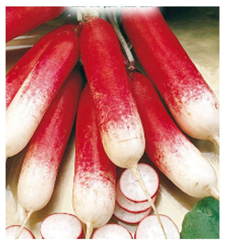 Inception Pro Infinite 600 C.ca Semi Ravanello Mezzo Lungo Rosso A rosso - Ilgrandebazar