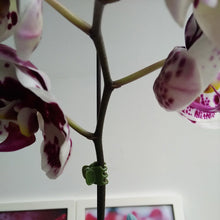 Carica l&#39;immagine nel visualizzatore di Gallery, BESTOMZ Clip per Orchidea clip di supporto piante da giardino 100 pezzi