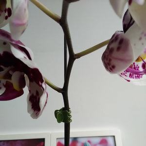 BESTOMZ Clip per Orchidea clip di supporto piante da giardino 100 pezzi