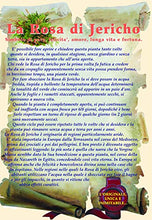 Carica l&#39;immagine nel visualizzatore di Gallery, Signum Rj02 Rosa di Jericho Multicolore - Ilgrandebazar