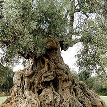 Carica l'immagine nel visualizzatore di Gallery, 3