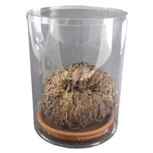 Carica l&#39;immagine nel visualizzatore di Gallery, Signum Rj02 Rosa di Jericho Multicolore - Ilgrandebazar