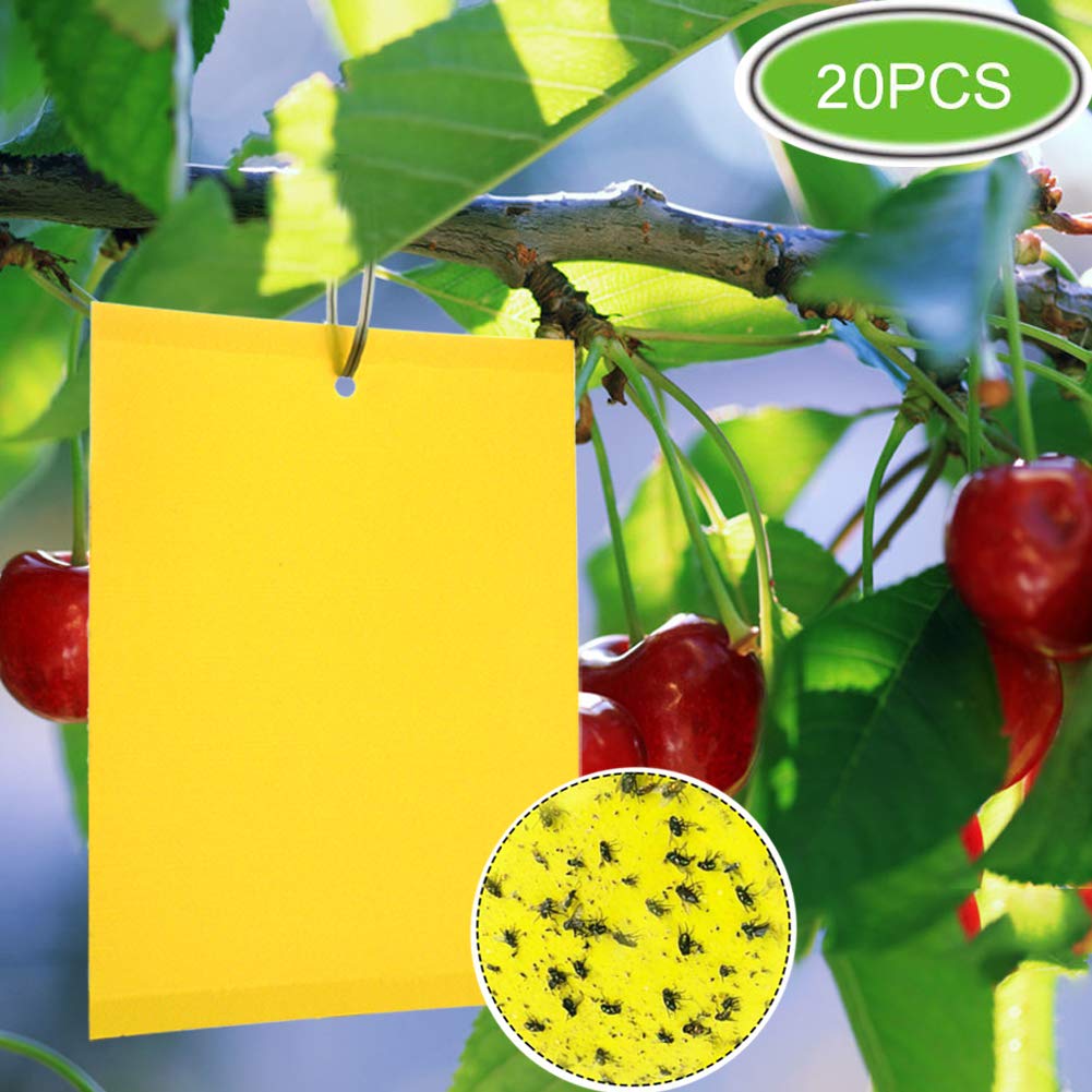 ZOORE 20 Plant Flycatcher, trappole appiccicose Gialle bilaterali per ZR01