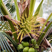 Carica l'immagine nel visualizzatore di Gallery, MeaVita Meavita Biologico di Fiori Cocco Meavita, Non Raffinato,...