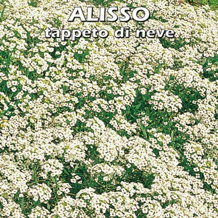 ALISSO TAPPETO DI NEVE (Lobularia maritima) - SEMI - Ilgrandebazar