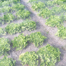 Carica l&#39;immagine nel visualizzatore di Gallery, Zonon Rete Zanzariera di Insetti e Mosquito e Uccelli 3 m x 10 m, Bianco