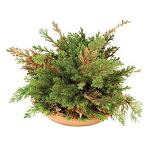 Carica l&#39;immagine nel visualizzatore di Gallery, Signum Rj02 Rosa di Jericho Multicolore - Ilgrandebazar