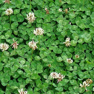 Trifoglio Nanissimo tappezzante 500gr per 250mq - Ilgrandebazar