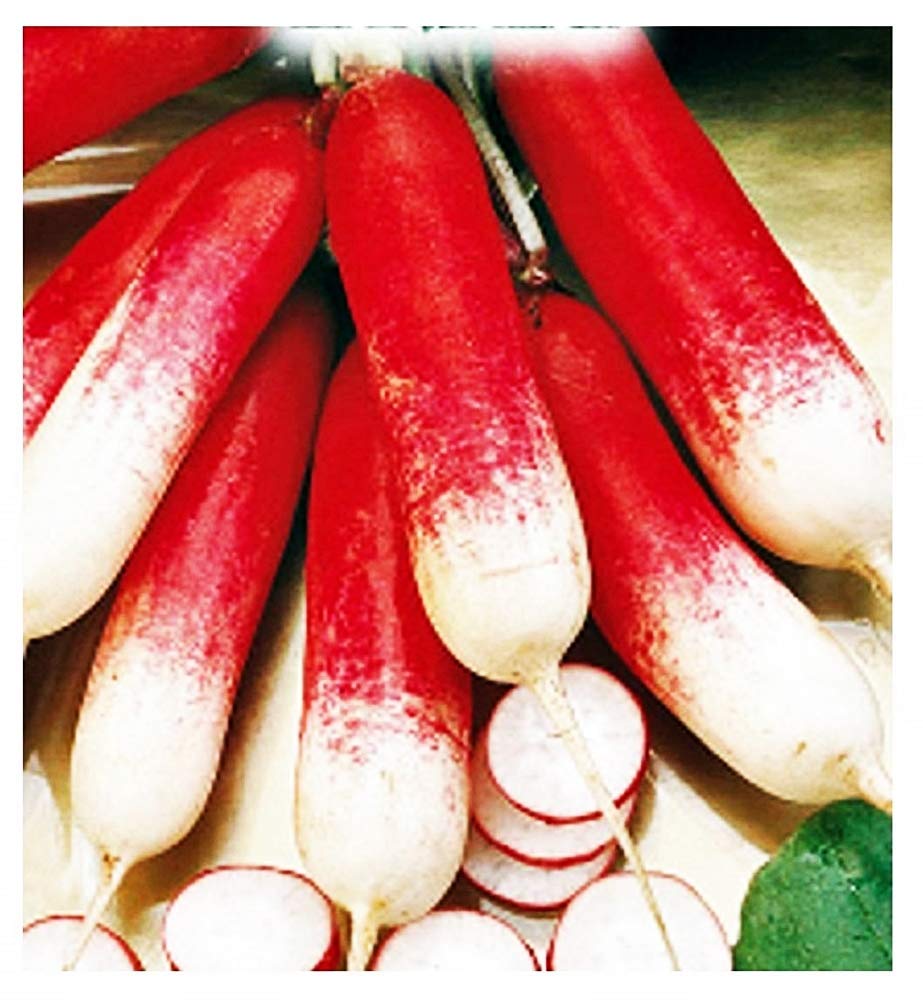 Semi Ravanello Mezzo Lungo Rosso a Punta Bianca 2 - Raphanus Sativus - Semi... - Ilgrandebazar