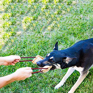 PetGens Dummy per Cani, Massaggiagengive a forma di salsicciotto e rotolo,...