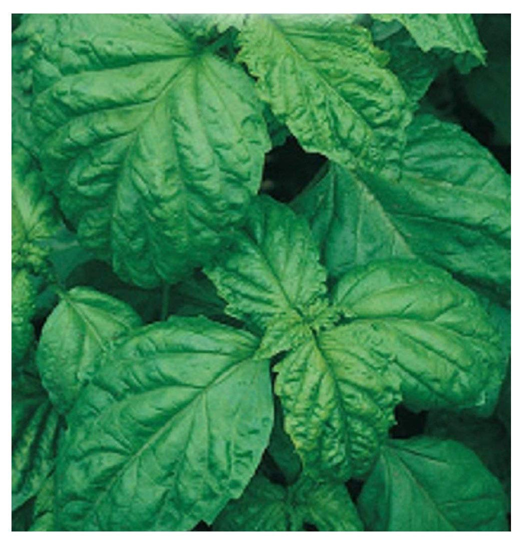 Inception Pro Infinite 7500 C.ca Semi Basilico A Foglia Di Lattuga S - verde - Ilgrandebazar