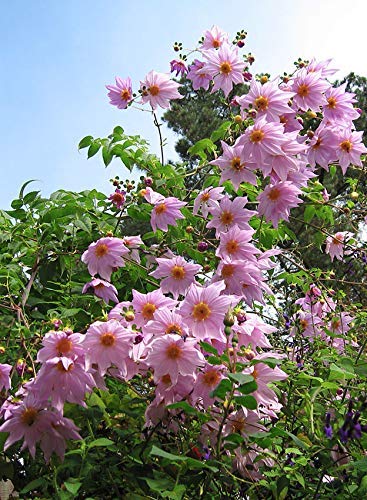 Dalia IMPERIALE (Dahlia IMPERIALIS) - 1 Tubero - Colore Rosa BULBI DA FIORE... - Ilgrandebazar