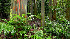 Albero arcobaleno - Eucalyptus deglupta - 50 semi - rarità !!! - Ilgrandebazar