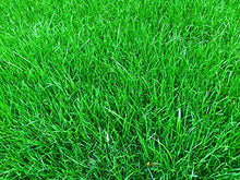 Carica l&#39;immagine nel visualizzatore di Gallery, 1kg Semi di erba da giardino Alta Qualità per 35mq – Crescita rapida e...