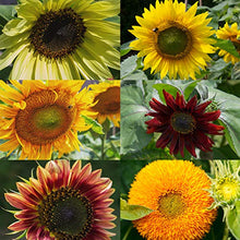 Carica l&#39;immagine nel visualizzatore di Gallery, OwnGrown Set Semi di Girasole - 6 Varietà di Semi di Girasole da Piantare - Semi di Girasole Giganti e Piccoli - Semi da Piantare - Semi per Fiori Alti