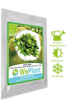 Carica l&#39;immagine nel visualizzatore di Gallery, BIO Levistico - Set di semi piante erbe - interno/esterno - Ilgrandebazar