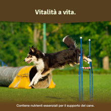 Carica l&#39;immagine nel visualizzatore di Gallery, Veddelholzer Vincitore Certificato 2020 Compresse per Le articolazioni dei Cani integratori per Cani con cozza dalle Labbra Verdi MSM e Artiglio del Diavolo Glucosamina e collagene