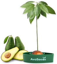 Carica l&#39;immagine nel visualizzatore di Gallery, AvoSeedo Kit regalo da Giardinaggio per Avocado Green - Ilgrandebazar