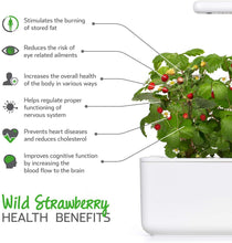 Carica l&#39;immagine nel visualizzatore di Gallery, Click &amp; Grow 4742793006536 Strawberry Refill 3-Pack, Verde, 7x7x21 cm