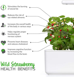 Click & Grow 4742793006536 Strawberry Refill 3-Pack, Verde, 7x7x21 cm