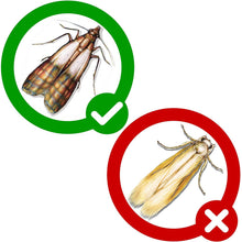 Carica l'immagine nel visualizzatore di Gallery, PIC Trappola Anti Tarme del Cibo - Confezione da 3 buste con due trappole = 6 pezzi – Trappola di colla per farfalline del cibo, trappole ai feromoni acchiappa tarme alimentari