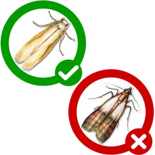 Carica l&#39;immagine nel visualizzatore di Gallery, PIC Trappola ai feromoni Anti tarme Vestiti Confezione da 3 = 6 Pezzi -... - Ilgrandebazar