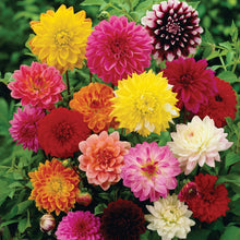 Carica l&#39;immagine nel visualizzatore di Gallery, Dalia DECORATIVA - 3 Tuberi Bulbi di Dahlia - BULBI DA FIORE PRIMAVERILI - Ilgrandebazar