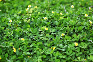 Semi di arachidi -Red Peanut Plant Organic Non-OGM semi ortaggi per... - Ilgrandebazar