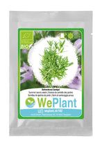 Carica l&#39;immagine nel visualizzatore di Gallery, BIO Santoreggia annua &amp; Coriandolo - Set di + - Ilgrandebazar