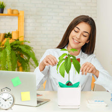 Carica l&#39;immagine nel visualizzatore di Gallery, MOSRACY Kit di Piantagione Avocado: coltiva i Tuoi Avocado, Regali da...