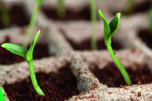 Carica l&#39;immagine nel visualizzatore di Gallery, Romberg Vaso da Coltivazione Quadrato, 5 cm, 144 vasetti - Ilgrandebazar