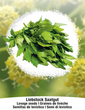 Carica l&#39;immagine nel visualizzatore di Gallery, BIO Levistico - Set di semi piante erbe - interno/esterno - Ilgrandebazar