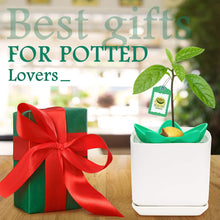 Carica l&#39;immagine nel visualizzatore di Gallery, MOSRACY Kit di Piantagione Avocado: coltiva i Tuoi Avocado, Regali da...