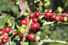Carica l'immagine nel visualizzatore di Gallery, Caffè Corsini - Classico Italiano Miscela di Caffè in Capsule Compatibili Nescafè* DolceGusto*, Gusto Forte e Deciso - Confezione da 50 capsule