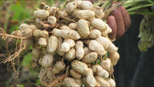 Carica l&#39;immagine nel visualizzatore di Gallery, Semi di arachidi -Red Peanut Plant Organic Non-OGM semi ortaggi per... - Ilgrandebazar