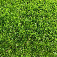 Carica l&#39;immagine nel visualizzatore di Gallery, 1kg Semi di erba da giardino Alta Qualità per 35mq – Crescita rapida e...