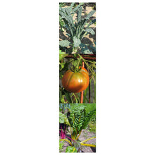 Carica l&#39;immagine nel visualizzatore di Gallery, Magic Garden Seeds Verdure Storiche (Biologico) - Set di sementi Regalo con... - Ilgrandebazar