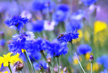 Carica l&#39;immagine nel visualizzatore di Gallery, Twin Pack di Britten and James Wildflower per api e farfalle della RHS... - Ilgrandebazar