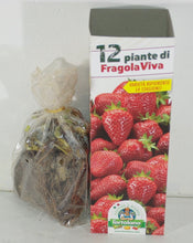 Carica l&#39;immagine nel visualizzatore di Gallery, PIANTINE DI FRAGOLA RIFIORENTE 4 STAGIONI CONFEZIONE DA 12 PIANTE - Ilgrandebazar