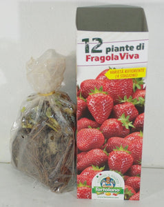 PIANTINE DI FRAGOLA RIFIORENTE 4 STAGIONI CONFEZIONE DA 12 PIANTE - Ilgrandebazar