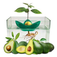 Carica l&#39;immagine nel visualizzatore di Gallery, MOSRACY Kit di Piantagione Avocado: coltiva i Tuoi Avocado, Regali da...