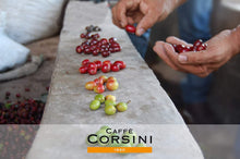 Carica l&#39;immagine nel visualizzatore di Gallery, Caffè Corsini - Classico Italiano Miscela di Caffè in Capsule Compatibili Nescafè* DolceGusto*, Gusto Deciso - Confezione da 100 capsule