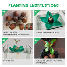 Carica l&#39;immagine nel visualizzatore di Gallery, MOSRACY Kit di Piantagione Avocado: coltiva i Tuoi Avocado, Regali da...